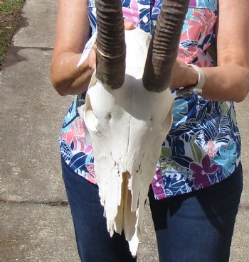 Female African Sable Skull with 28 inches Horns, Grade B, Damaged Skull for $159.99