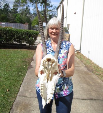 Female African Sable Skull with 28 inches Horns, Grade B, Damaged Skull for $159.99