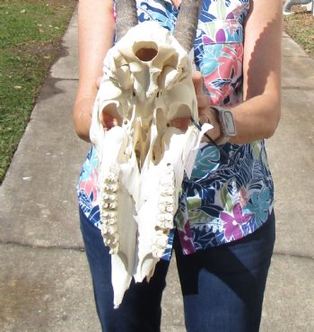 Female African Sable Skull with 28 inches Horns, Grade B, Damaged Skull for $159.99