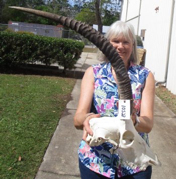 Female African Sable Skull with 28 inches Horns, Grade B, Damaged Skull for $159.99 (Takes Large Box)
