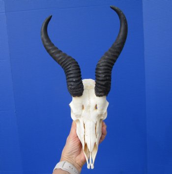  African Springbok Skull for Sale with 10 inches Horns (Missing Lots of Teeth) - Buy this one for $64.99