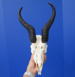  African Springbok Skull for Sale with 10 inches Horns (Missing Lots of Teeth) - Buy this one for $59.99