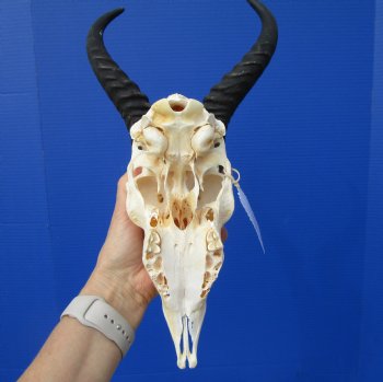  African Springbok Skull for Sale with 10 inches Horns (Missing Lots of Teeth) - Buy this one for $59.99