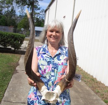 Authentic African Nyala Skull Plate with 24-7/8 and 25 inches Horns - Buy this one for $89.99