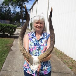 Authentic African Nyala Skull Plate with 24 and 25 inches Horns - Buy this one for $94.99