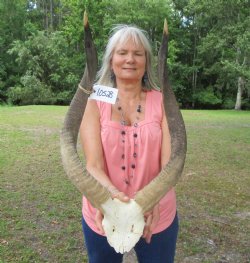 African Nyala Skull Plate with 24-1/4 inches Horns for $84.99 