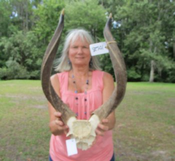 African Nyala Skull Plate with 24-1/4 inches Horns for $84.99 