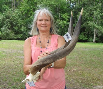 African Nyala Skull Plate with 24-1/4 inches Horns for $84.99 
