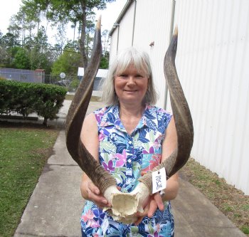 Authentic African Nyala Skull Plate with 24 and 25 inches Horns - Buy this one for $94.99
