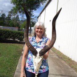 African Nyala Skull with Horns measuring 26 inches for $229.99