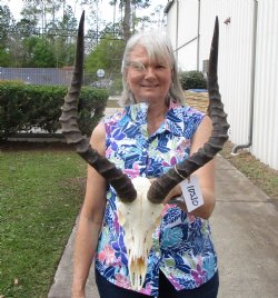 Large African Impala Skull with 20-3/4 and 21 inches horns, Missing Several Teeth - Buy this one for $99.99