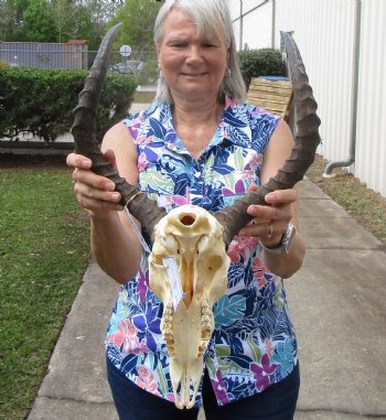 Large African Impala Skull with 20-3/4 and 21 inches horns, Missing Several Teeth - Buy this one for $99.99