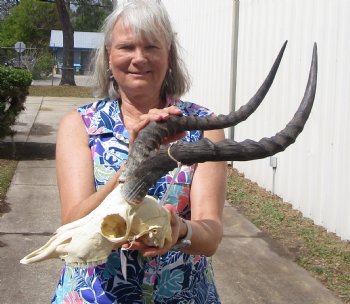  African Impala Skull with 20-1/2 inches horns, Missing Few Teeth<font color=red> Good Quality </font>  - Buy this one for $99.99