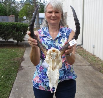 African Impala Skull with 19-1/2 inches horns, Repaired Nose Bridge, Missing Several Teeth - Buy for $92.99