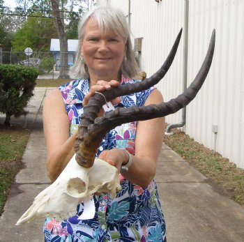 African Impala Skull with 19-1/2 inches horns, Repaired Nose Bridge, Missing Several Teeth - Buy for $92.99