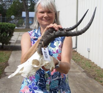  African Impala Skull with 18-1/2 and 18-7/8 inches horns<font color=red> Good Quality </font>  - Buy this one for $99.99
