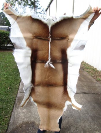 47 by 31 inches Soft Tanned African Springbok Skin, Hide for Sale for $66.99