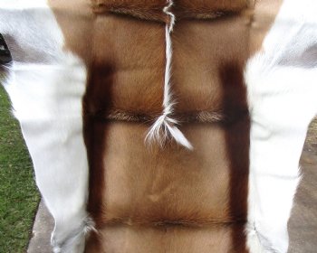 47 by 31 inches Soft Tanned African Springbok Skin, Hide for Sale for $66.99