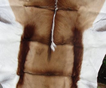 42 by 30 inches Springbok Skin, Springbok Hide for Sale for $66.99