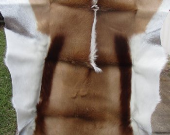 43 by 32 inches Springbok Skin, Springbok Hide for Sale for $66.99