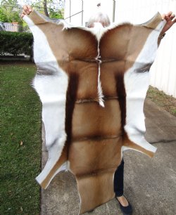 45 by 30-3/4 inches Springbok Skin, Hide for $66.99