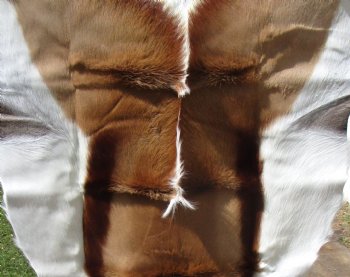 40 by 29 inches Soft Tanned African Springbok Skin, Hide for Sale for $66.99