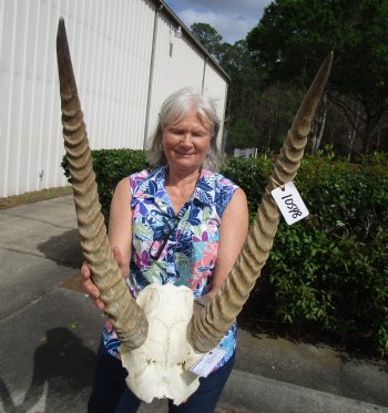<font color=red> Good Quality</font> African Waterbuck Skull Plate, Cap with  23 inches Horns for $119.99 (Requires Large Box)