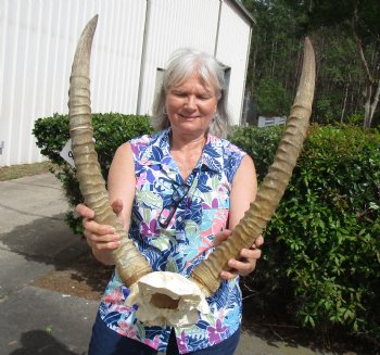 <font color=red> Good Quality</font> African Waterbuck Skull Plate, Cap with  23 inches Horns for $119.99 (Requires Large Box)