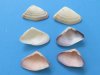 Small Purple and White Donax Clam Shells in Bulk, Coquina Clam Shells -Packed: 1 Gallon (4 pounds) @ $10.00 a bag; 3 Gallons @ $9.00 a bag 