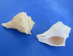 Real Vole Conch Shells (3-4") - False Fusus for Crafts & Decor -  10 @ $1.12 each; 30 @ $1.00 each
