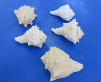 Authentic Vole Conch Shell (4-5"), Natural Coastal Decor & Craft Shell -  10 @ $1.60 each; 30 @ $1.44 each