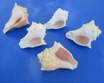 Authentic Vole Conch Shell (4-5"), Natural Coastal Decor & Craft Shell -  10 @ $1.60 each; 30 @ $1.44 each