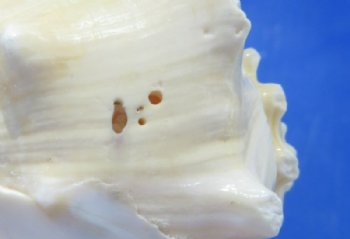  Large Vole Conch Shell (5-6"), Natural Coastal Decor & Crafts -  5 @ $2.24 each; 10 @ $2.02 each