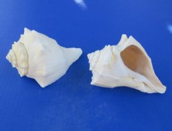 Bulk Vole Conch Shells (5-6"),  Wholesale Coastal Craft & Gift Shop Supplies - 2 Cases: 50 @ $1.26 each