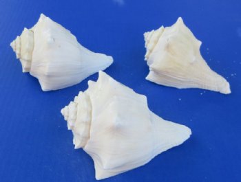  Large Vole Conch Shell (5-6"), Natural Coastal Decor & Crafts -  5 @ $2.24 each; 10 @ $2.02 each