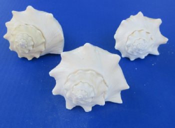 Bulk Vole Conch Shells (5-6"), Coastal Craft & Gift Shop Supplies - Discount Priced Case: 50 @ $1.80 each