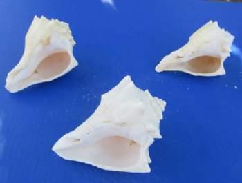 Bulk Vole Conch Shells (5-6"), Coastal Craft & Gift Shop Supplies - Discount Priced Case: 50 @ $1.80 each