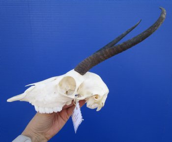 African Female Springbok Skull with 7-3/4 and 9 inches Horns (mismatched horns, missing 2 teeth) for $59.99