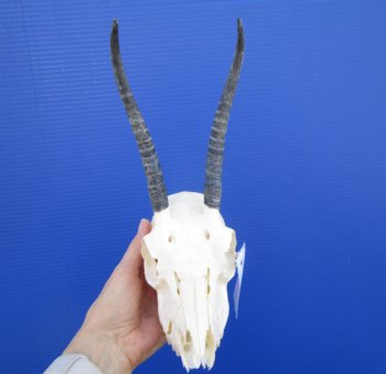Grade B Quality African Female Springbok Damaged Skull with 6-3/4 inches for $39.99