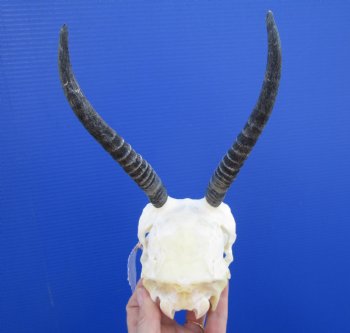 Grade B Quality African Female Springbok Damaged Skull with 6-3/4 inches for $39.99