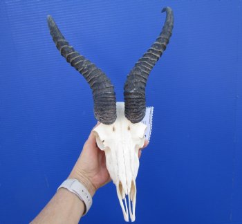  African Male Springbok Skull (few holes) with11-1/2 inches Horns for $69.99