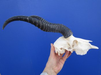  African Male Springbok Skull (few holes) with11-1/2 inches Horns for $69.99