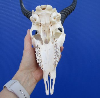  African Male Springbok Skull (few holes) with11-1/2 inches Horns for $69.99