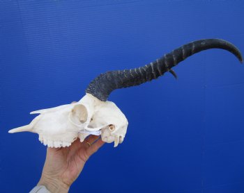  African Male Springbok Skull (few holes) with11-1/2 inches Horns for $69.99