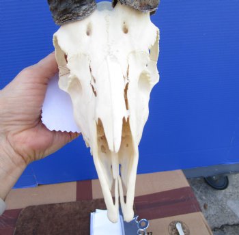 Male African Springbok Skull with 11 inches Horns for $69.99