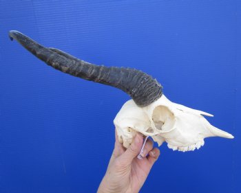 Male African Springbok Skull with 11 inches Horns <font color=red> Good Quality</font> for $74.99