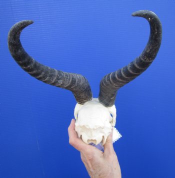 Male African Springbok Skull with 11 inches Horns <font color=red> Good Quality</font> for $74.99