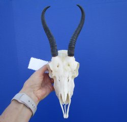 African Female Springbok Skull with 6-1/2 and 6-1/4 inches Horns <font color=red> Grade A Quality</font> for $64.99