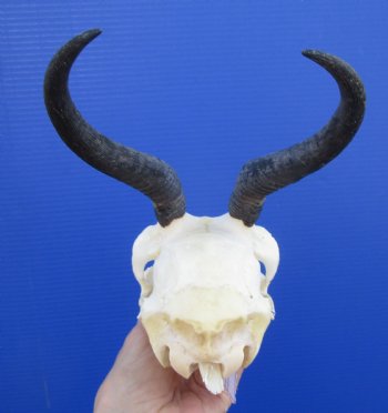 African Female Springbok Skull with 6-1/2 and 6-1/4 inches Horns <font color=red> Grade A Quality</font> for $69.99