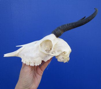 African Female Springbok Skull with 6-1/2 and 6-1/4 inches Horns <font color=red> Grade A Quality</font> for $64.99